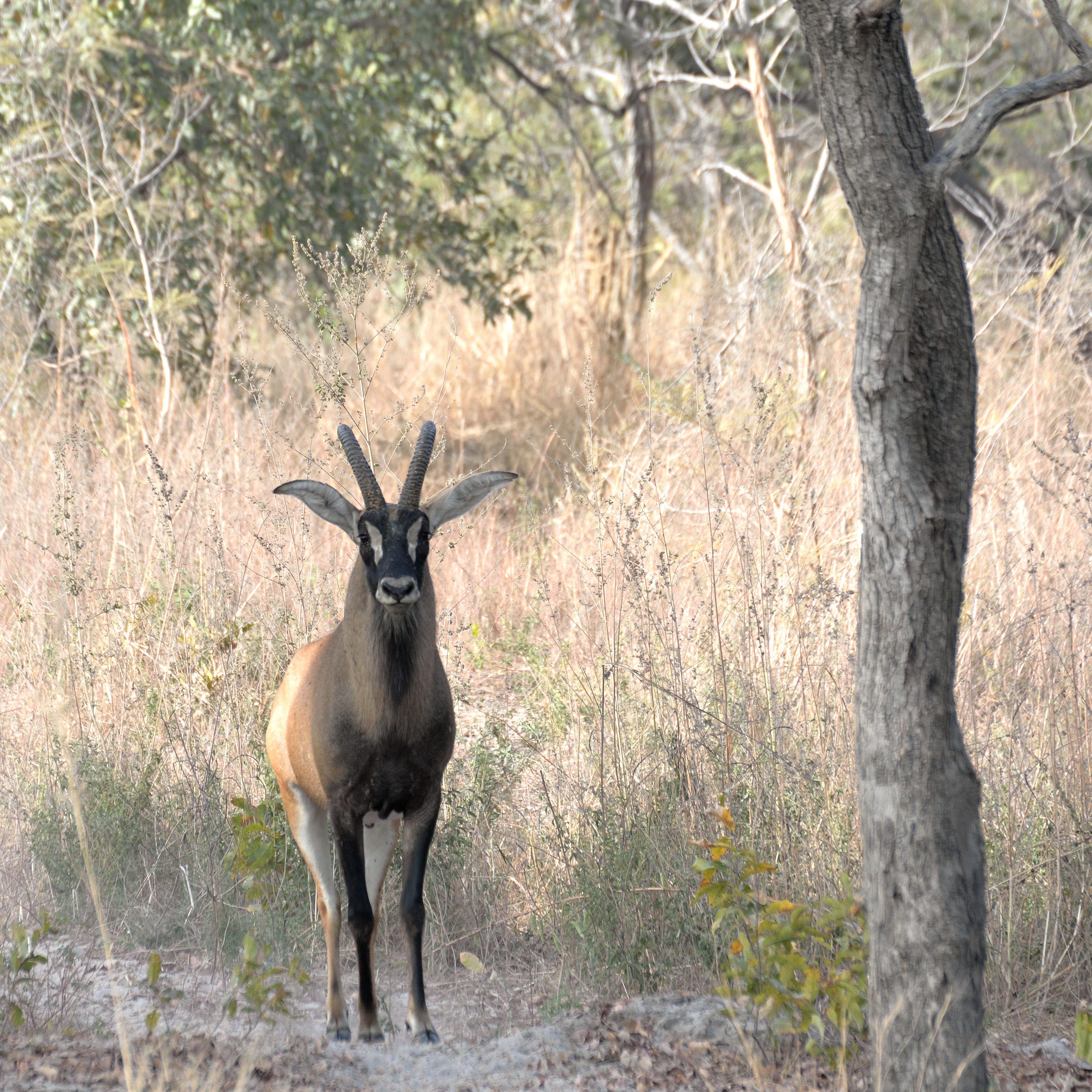 Antilope rouanne ou hippotrague rouan (Roan antelope, Hippotragus equinus), Réserve de Fathala, Région de Fatick, Sénégal.